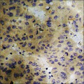 Anti-phospho-PLK1 (pThr210) antibody produced in rabbit affinity isolated antibody