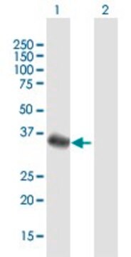 Anti-FBXO32 antibody produced in mouse purified immunoglobulin, buffered aqueous solution