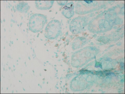 Anti-CANX antibody produced in rabbit whole antiserum