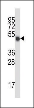 ANTI-MOUSE MLKL (C-TERM) antibody produced in rabbit IgG fraction of antiserum, buffered aqueous solution