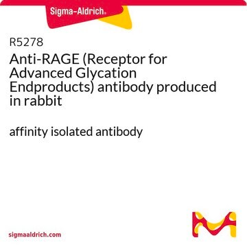 Anti-RAGE (Receptor for Advanced Glycation Endproducts) antibody produced in rabbit affinity isolated antibody