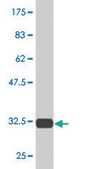 Monoclonal Anti-RPS29 antibody produced in mouse clone 3G9, purified immunoglobulin, buffered aqueous solution