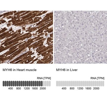 Monoclonal Anti-MYH6 antibody produced in mouse Prestige Antibodies&#174; Powered by Atlas Antibodies, clone CL2162, purified immunoglobulin, buffered aqueous glycerol solution