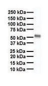 Anti-THRA antibody produced in rabbit affinity isolated antibody