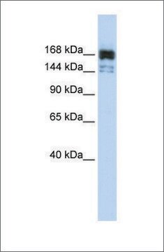 Anti-XRN1 antibody produced in rabbit affinity isolated antibody