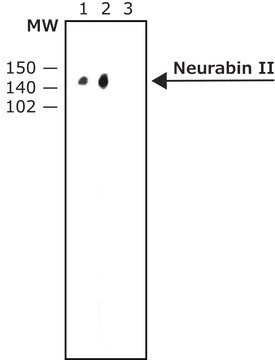 Anti-Neurabin II (C-terminal) antibody produced in rabbit affinity isolated antibody, buffered aqueous solution