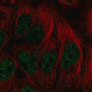 Anti-PITX2 antibody produced in rabbit Prestige Antibodies&#174; Powered by Atlas Antibodies, affinity isolated antibody