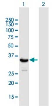 Anti-SIRT4 antibody produced in mouse purified immunoglobulin, buffered aqueous solution