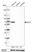Anti-HDAC1 antibody produced in rabbit Prestige Antibodies&#174; Powered by Atlas Antibodies, affinity isolated antibody, buffered aqueous glycerol solution