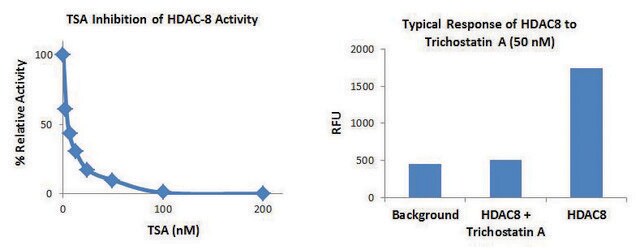 Histone Deacetylase 8 (HDAC8) Inhibitor Screening Kit 100 assays in 96 well plates