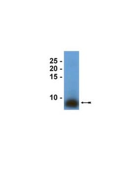 Anti-Surfactant Protein B Antibody serum, Upstate&#174;