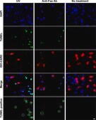 Anti-Fas Antibody (human, activating), clone CH11 clone CH11, Upstate&#174;, from mouse