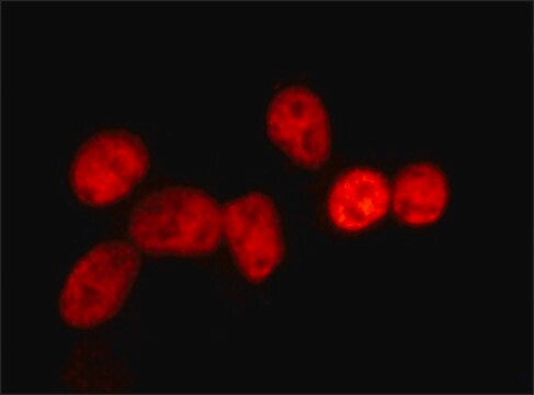 Anti-Prox1 antibody , Mouse monoclonal clone 4G10, purified from hybridoma cell culture