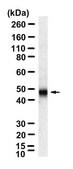 Anti-Cyclin E Antibody, clone 1C7 ZooMAb&#174; Rabbit Monoclonal recombinant, expressed in HEK 293 cells