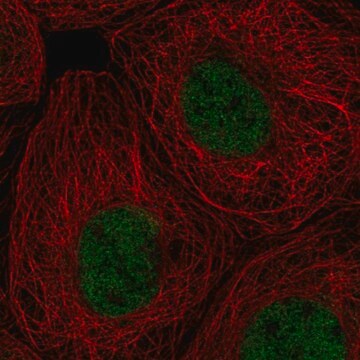 Anti-RPA1 antibody produced in rabbit Prestige Antibodies&#174; Powered by Atlas Antibodies, affinity isolated antibody