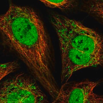 Anti-PAM16 antibody produced in rabbit Prestige Antibodies&#174; Powered by Atlas Antibodies, affinity isolated antibody