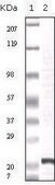 Monoclonal Anti-FGF2 antibody produced in mouse clone 2H5G2C11, ascites fluid