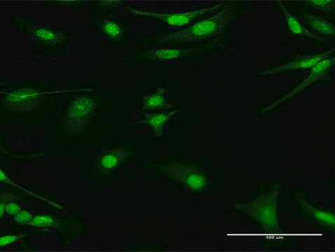 Anti-PRKAG1 antibody produced in rabbit purified immunoglobulin, buffered aqueous solution