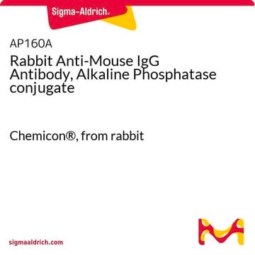 Rabbit Anti-Mouse IgG Antibody, Alkaline Phosphatase conjugate Chemicon&#174;, from rabbit