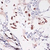 Anti-CD68 antibody produced in rabbit