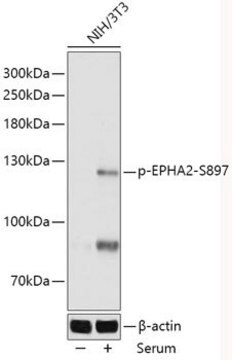 Anti-Phospho-EPHA2-S897 antibody produced in rabbit