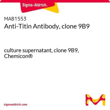 Anti-Titin Antibody, clone 9B9 culture supernatant, clone 9B9, Chemicon&#174;