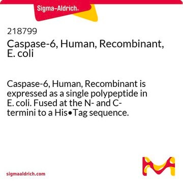 Caspase-6, Human, Recombinant, E. coli Caspase-6, Human, Recombinant is expressed as a single polypeptide in E. coli. Fused at the N- and C- termini to a His&#8226;Tag sequence. Undergoes spontaneous autoprocessing to yield the active enzyme.