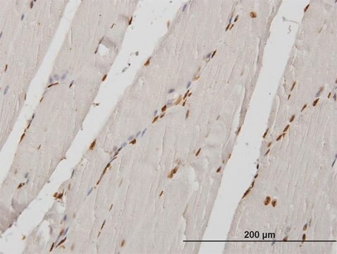 Monoclonal Anti-HIRIP3 antibody produced in mouse clone 3B3, purified immunoglobulin, buffered aqueous solution