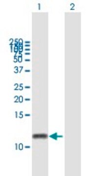 Anti-GNGT2 antibody produced in mouse purified immunoglobulin, buffered aqueous solution