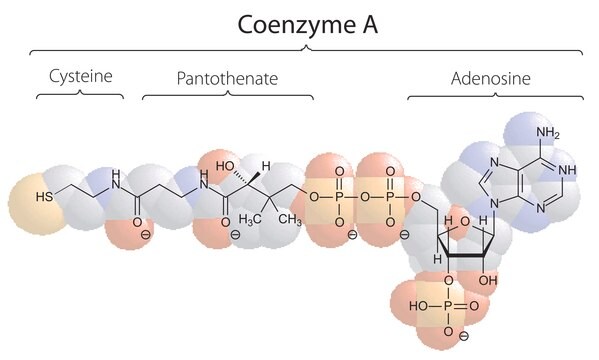 Coenzyme&#160;A trilithium salt &#8805;93%