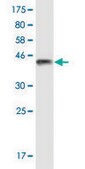 Monoclonal Anti-TRPV1 antibody produced in mouse clone 1A8, purified immunoglobulin, buffered aqueous solution