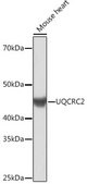 Anti-UQCRC2 antibody produced in rabbit