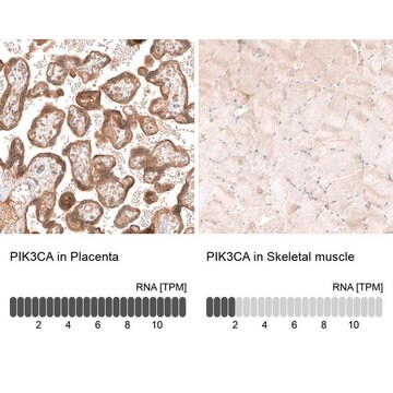 Monoclonal Anti-PIK3CA antibody produced in mouse Prestige Antibodies&#174; Powered by Atlas Antibodies, clone CL8347, purified immunoglobulin, buffered aqueous glycerol solution