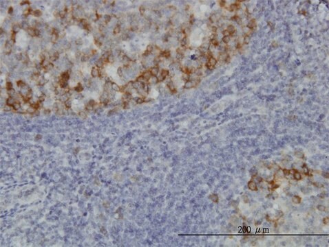 Monoclonal Anti-BUB1B antibody produced in mouse clone 3F2, purified immunoglobulin, buffered aqueous solution