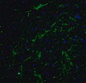 Anti-SOX2 antibody produced in rabbit affinity isolated antibody, buffered aqueous solution