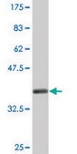 Monoclonal Anti-MAPK14, (C-terminal) antibody produced in mouse clone 3D5, ascites fluid
