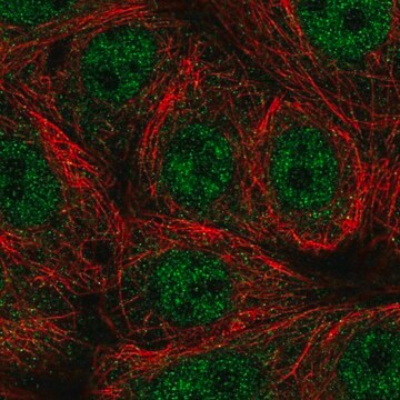 Anti-SEMA4A antibody produced in rabbit Prestige Antibodies&#174; Powered by Atlas Antibodies, affinity isolated antibody