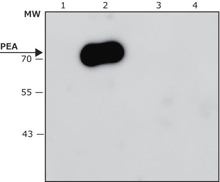 Anti-Pseudomonas aeruginosa Exotoxin A antibody, Mouse monoclonal clone EXO-68, purified from hybridoma cell culture