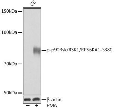 Anti-Phospho-p90Rsk/RSK1/RPS6KA1-S380 antibody produced in rabbit