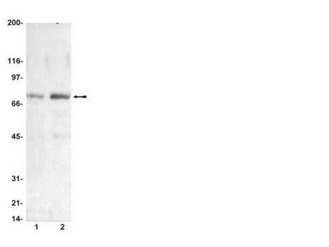 MAPK Pathway 1 Explorer Antibody MiniPack clone AW39R, 1&#160;mg/mL (05-538SP), Upstate&#174;