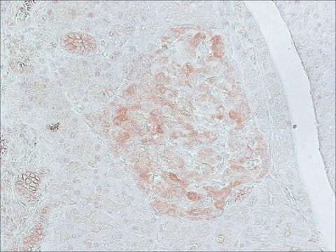 Anti-Glutamic Acid Decarboxylase 65 (514-530) antibody produced in rabbit IgG fraction of antiserum, buffered aqueous solution