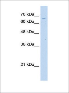 Anti-TKTL2 antibody produced in rabbit IgG fraction of antiserum