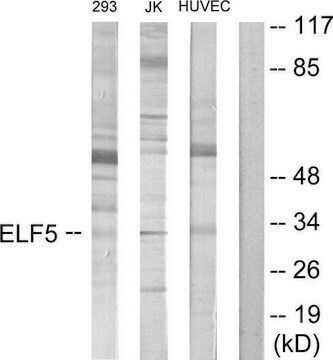 Anti-ELF5 antibody produced in rabbit affinity isolated antibody