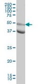 Monoclonal Anti-MAPK10 antibody produced in mouse clone 3B9, purified immunoglobulin, buffered aqueous solution