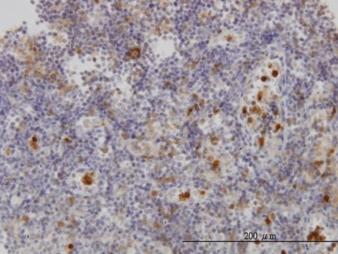 Monoclonal Anti-FGR antibody produced in mouse clone 3G10, purified immunoglobulin, buffered aqueous solution