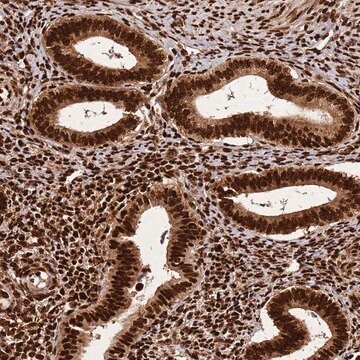 Anti-HNRNPAB antibody produced in rabbit Prestige Antibodies&#174; Powered by Atlas Antibodies, affinity isolated antibody, buffered aqueous glycerol solution