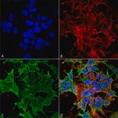 Monoclonal Anti-GABA A Receptor-Allophycocyanin antibody produced in mouse clone S399-19