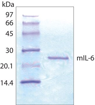 Interleukin-6 from mouse IL-6, recombinant, expressed in E. coli, lyophilized powder, suitable for cell culture, carrier free