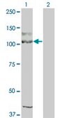 ANTI-KIT antibody produced in mouse clone 1G1, purified immunoglobulin, buffered aqueous solution