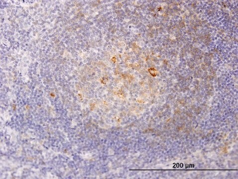 Monoclonal Anti-RSC1A1 antibody produced in mouse clone 6F9, purified immunoglobulin, buffered aqueous solution